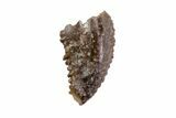 Rare, Raptor Tooth (Troodon) - South Dakota #82145-1